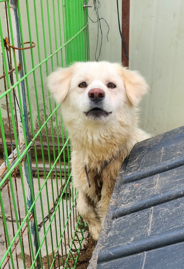 울산유기동물보호센터_431370202300322